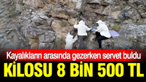 Haber gorseli