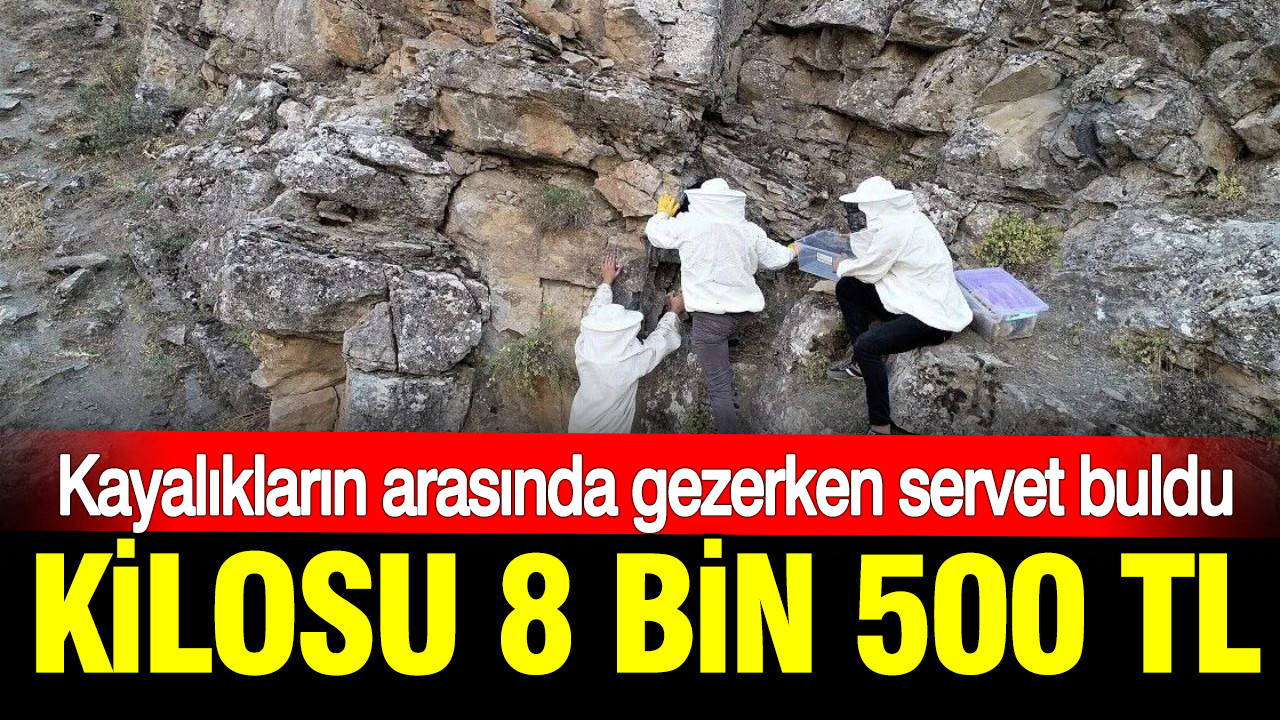 Haber gorseli